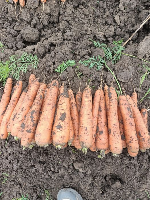 Vând morcov en gros