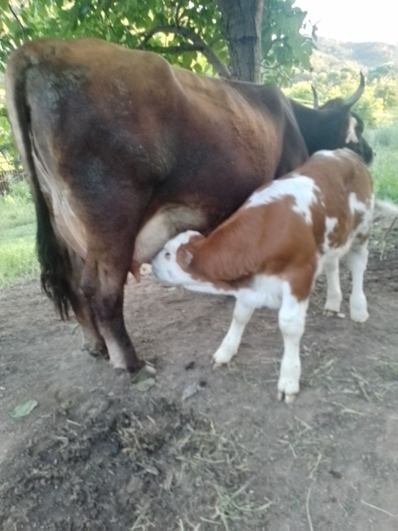 Vaca de vanzare foarte bună de lapte