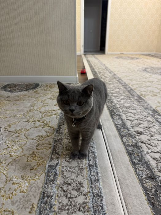Кошка скоттиш страйт тоза зотдор мушук 1 ёш