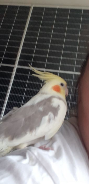 Корели - мъжки,женски и бебета