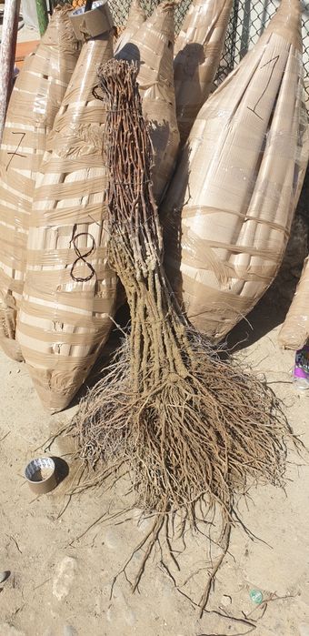 Producător butasi vita de vie direct