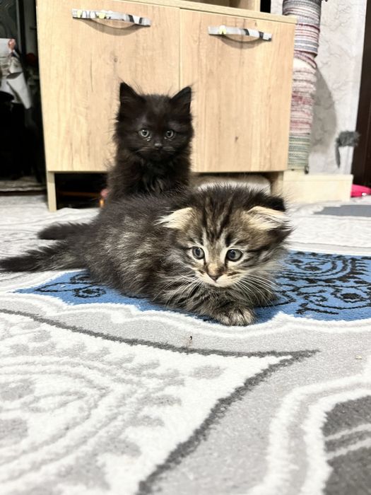 Фолд чиройли эркак мушук боласи сотилади