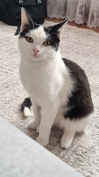 Котёнок 6 месяцев. Ну очень в заботливые ручки.