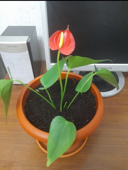 Продам антуриум цветущий