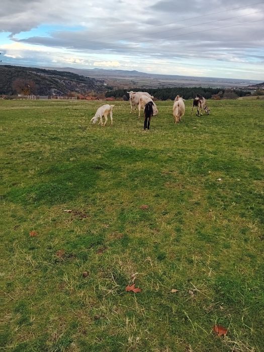 Кози и пръчове..