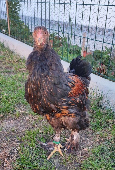 Pereche brahma gold laced- cocos + puica