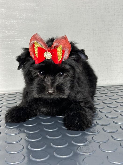 Йоркширский терьер отдам в хорошие руки