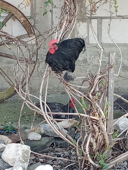 Găinii și cocoșii de vânzare.