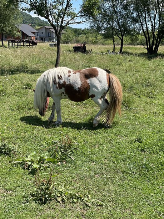 Vand armasar de ponei