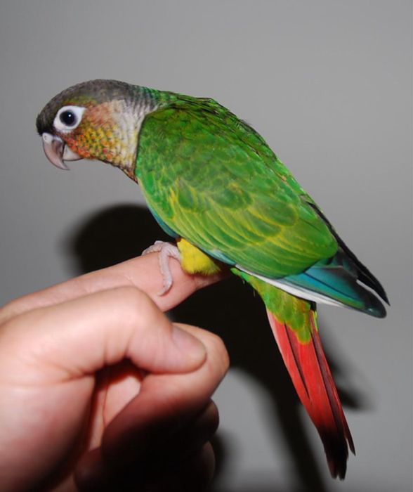 Papagali vorbitori pyrhurra pyrrhura pui blanzi pirura