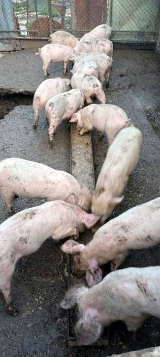 Продавам бели прасета
