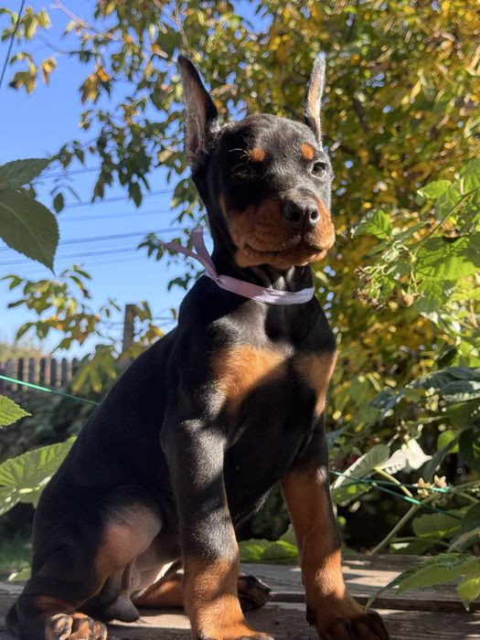 Cățeluș Doberman cu pedigree