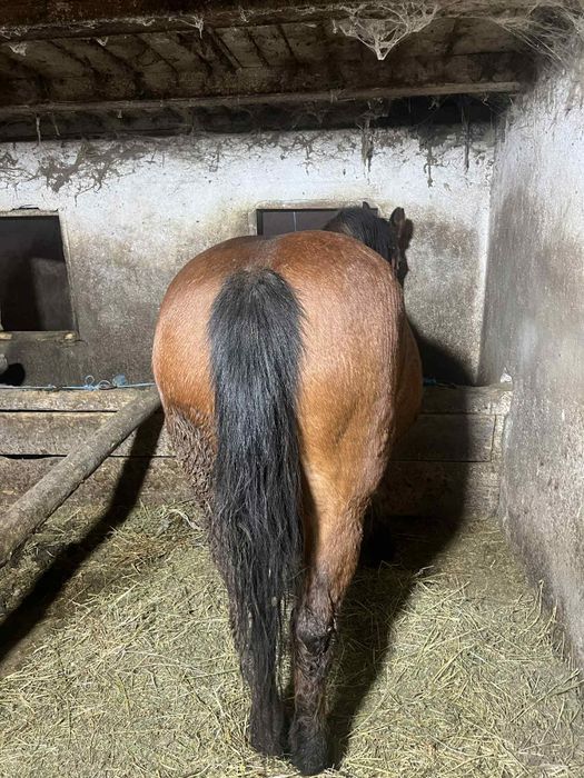 Vând iapă cuminte!