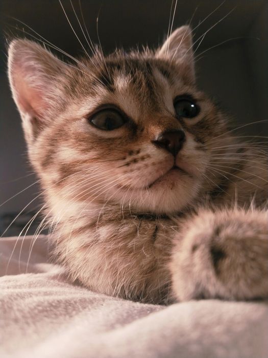 Uy mushugi onasi skotish fold