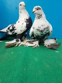 На продаже домашние голуби.