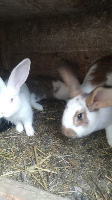 Iepuroaice tinere pentru monta