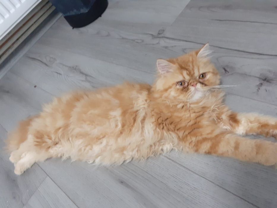 Vānd pisica british Long hair