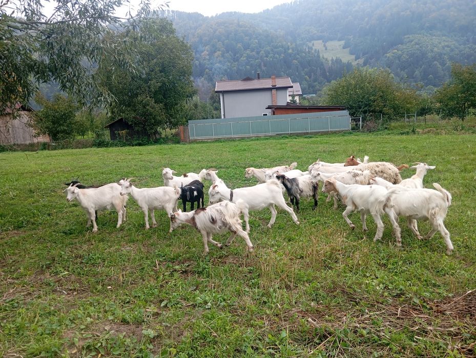 Iede de vânzare.