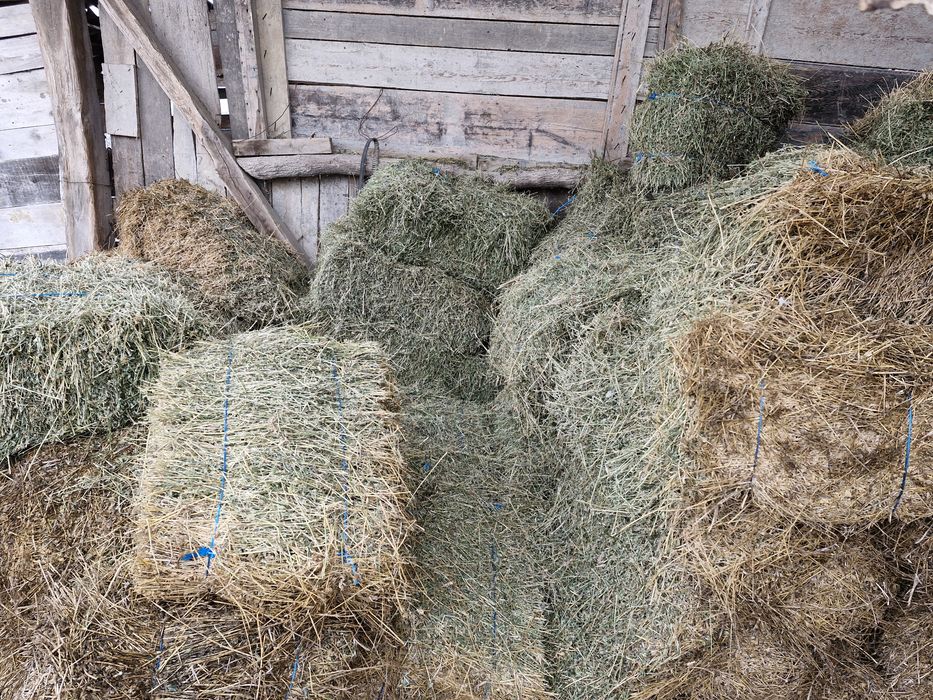 Lucernă de vânzare