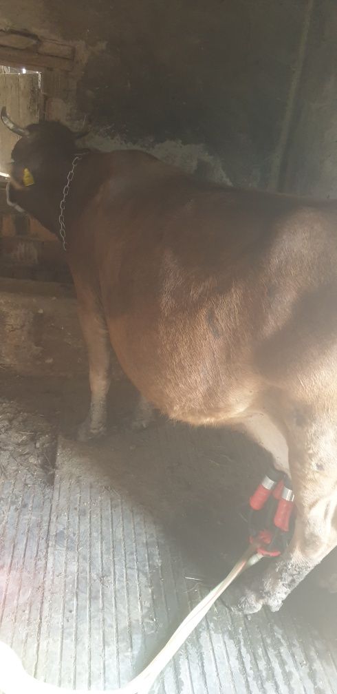 Vând 13 vaci cu lapte + 3 juninci + 1 juninca Angus + 2 vitele
