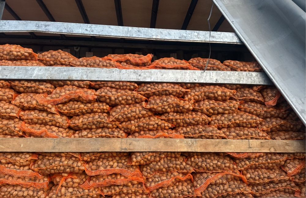 Cartofi pentru animale / Cartofi de samanta calitate