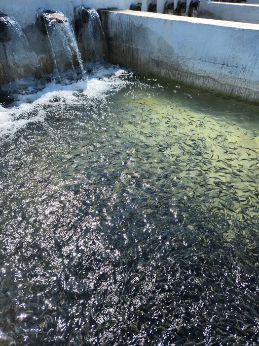 Мальки радужный фогель