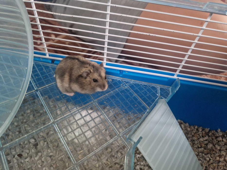 Dau hamsteri spre adoptie