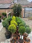Buxus Glob, photinia Glob, Tuia Spiral, Cycas Palmier de interior