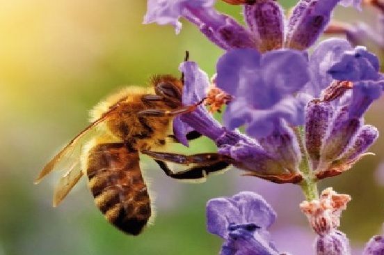 Facelia melifera seminte si alte plante melifere