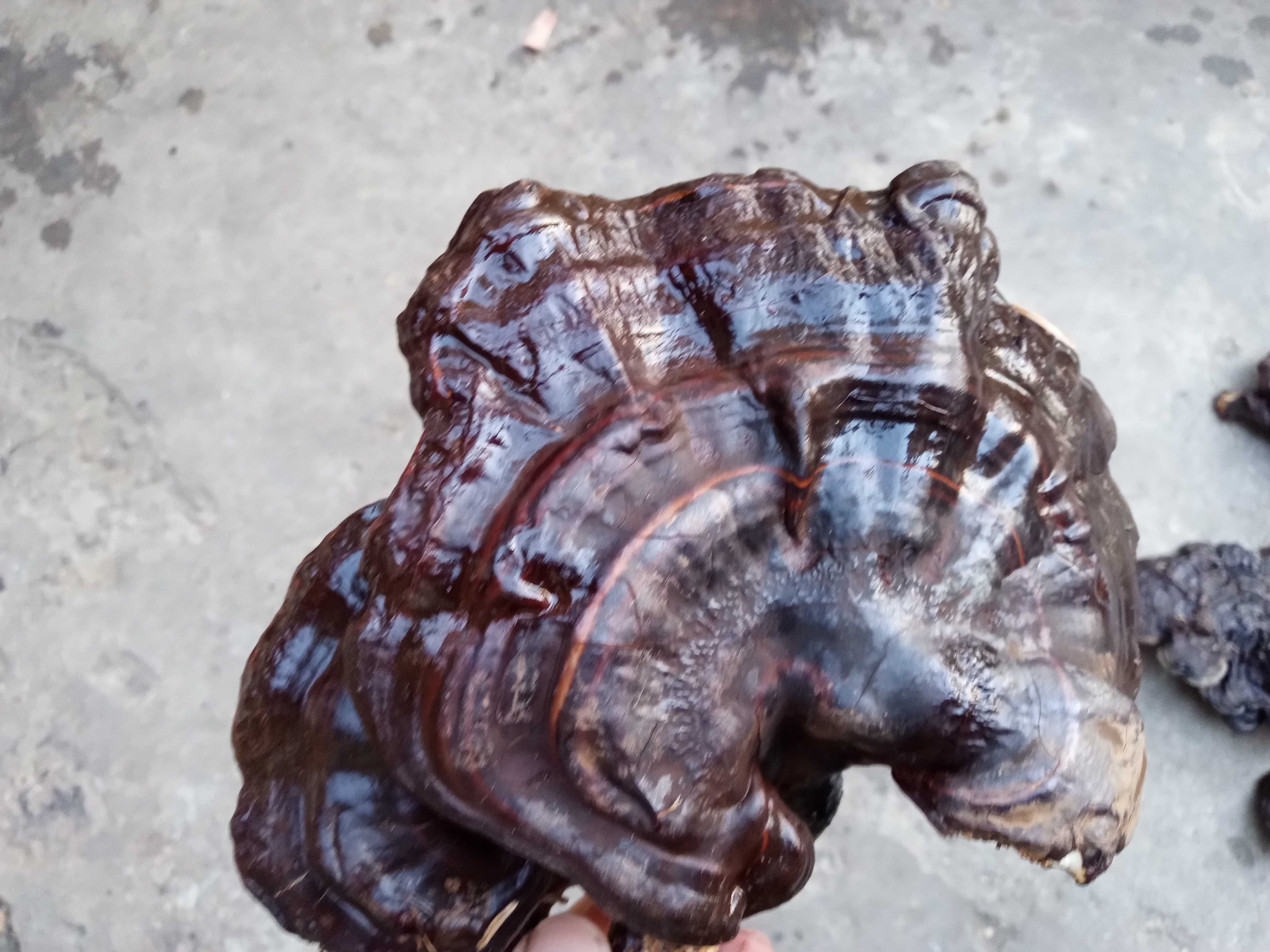 Ciuperca medicinala Reishi, Fomitopsis pinicola