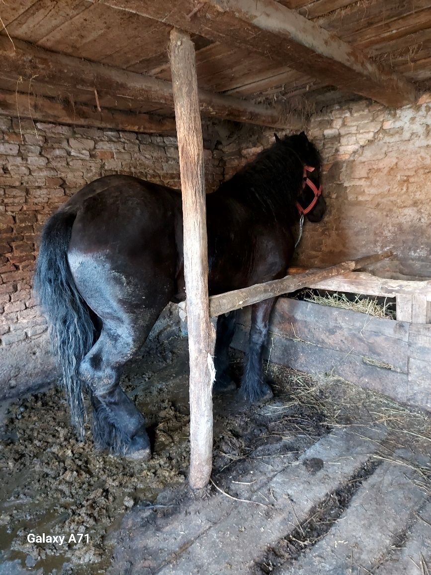,,Vând mânz de 2 ani sânge rece unguresc