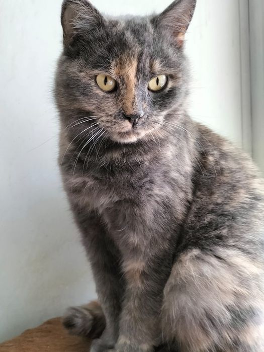 Кошечка ищет дом