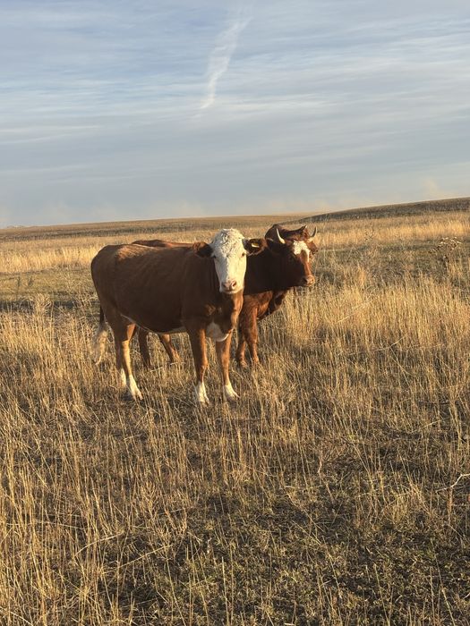 Қашарлар соғымға