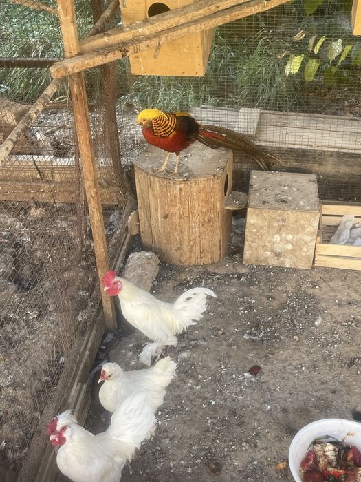 Фазан индийский, залатой
