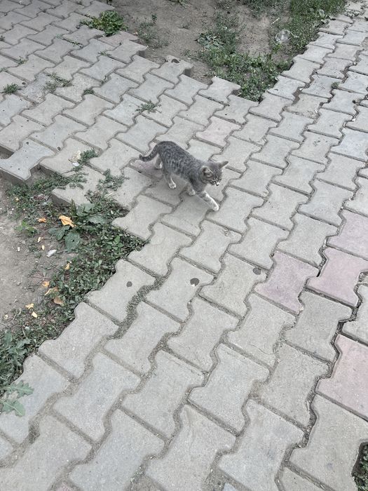 Отлам в хорошие руки!