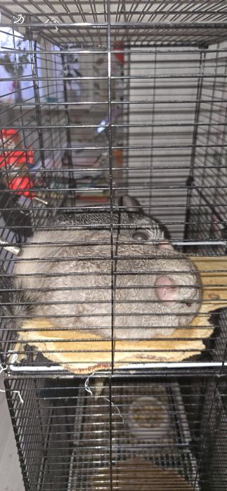 Продаю шиншилл. 40 тыщ