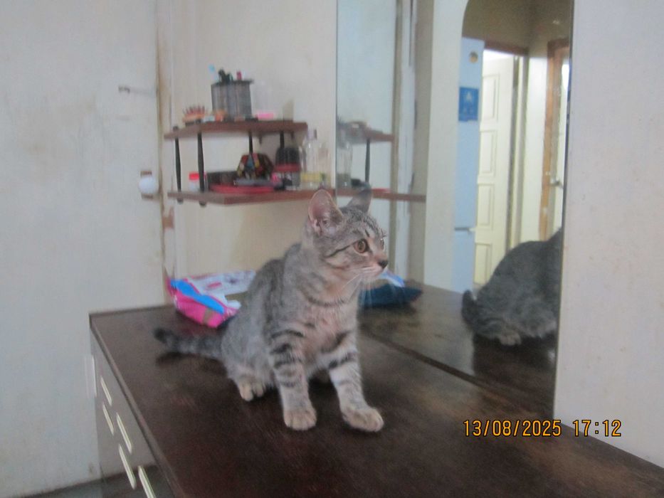 В добрые руки. Смотрите другие объявления автора