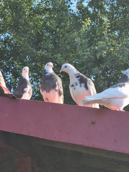 Birmigham rolleri porumbei