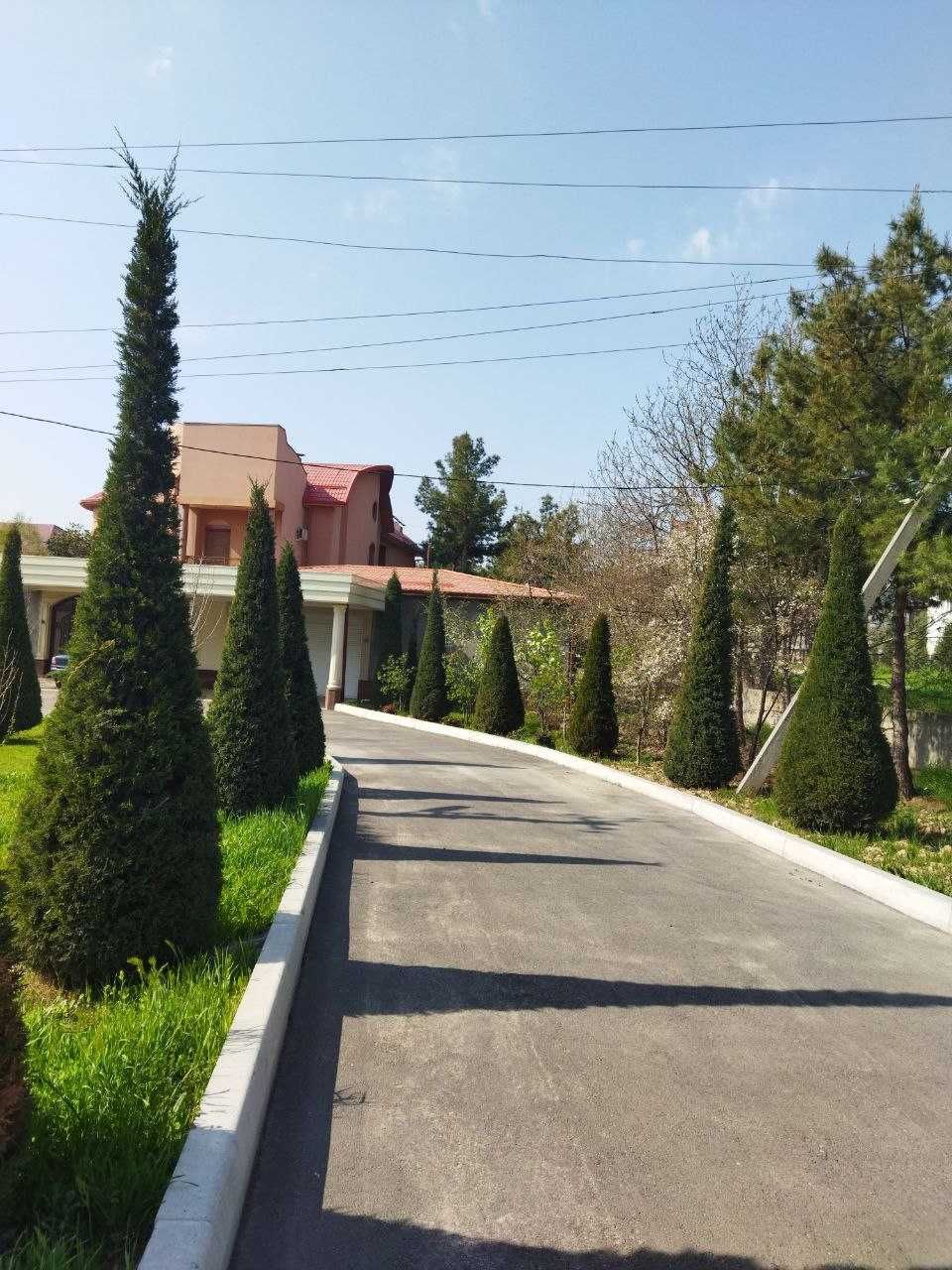 Обрезка деревьев, винограда, стрижка елок и другие виды работ