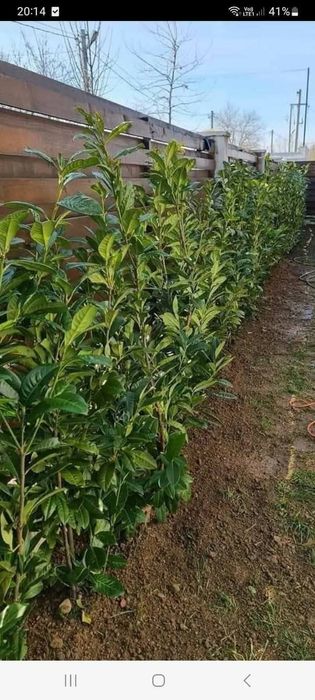Plante ornamentale la prețuri de producător :
- tuia smaragd ( 1,2m -
