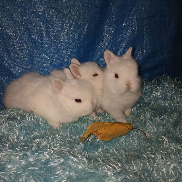 Quyon karlik quyonlar