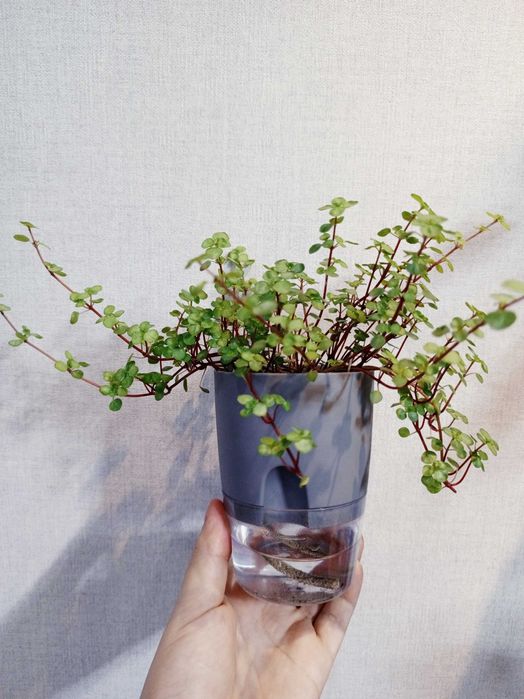 Пилея глаука (Pilea glauca)