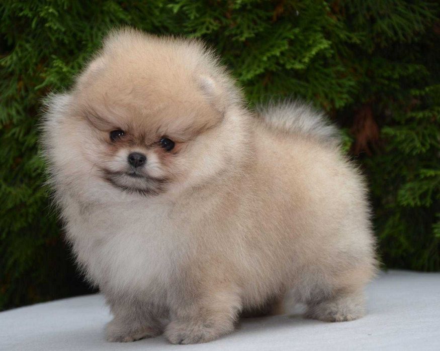 Fetiță Pomeranian tip ursuleț – foarte mică și adorabilă!