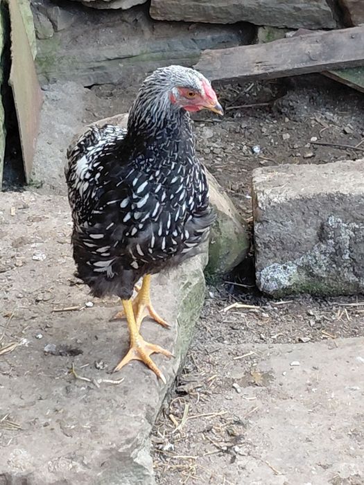 Cocos motat mare și pitic