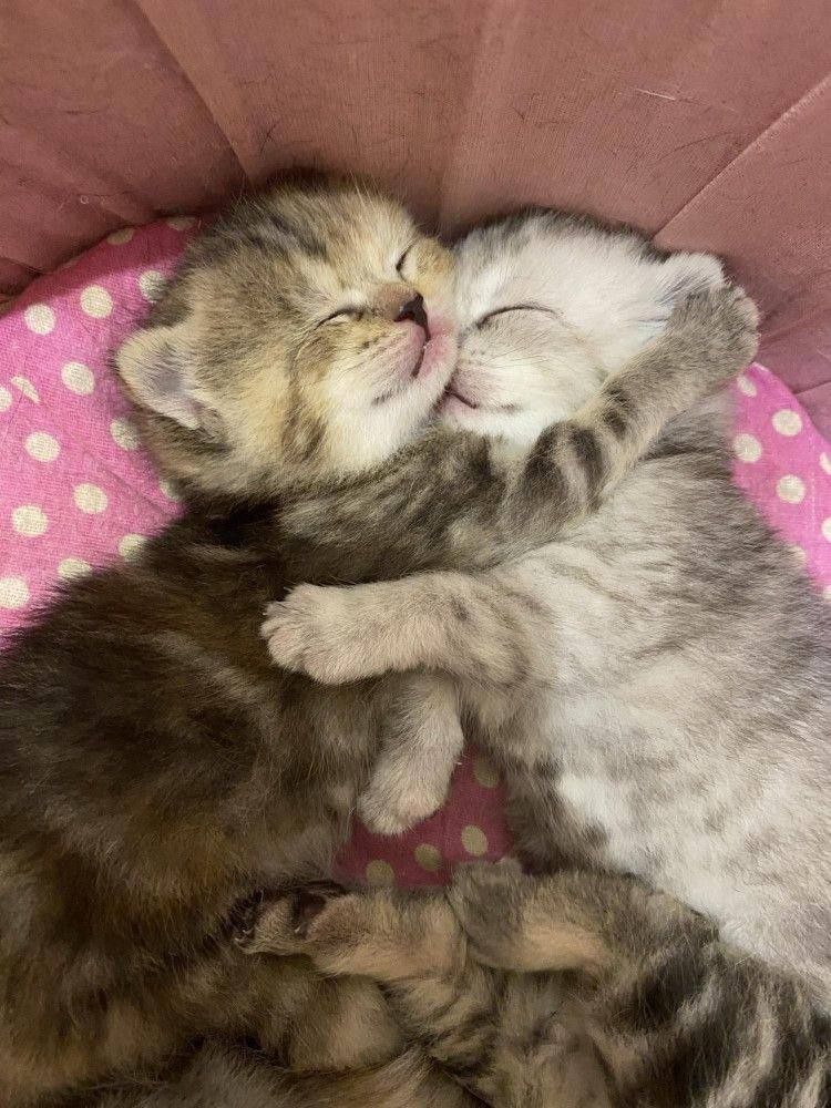 Scottish fold  shinshilla
