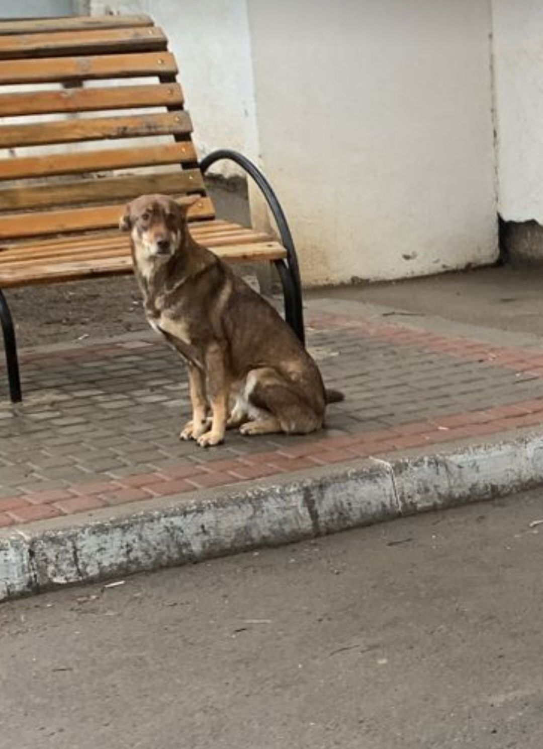 Стерилизованная собака ищет дом