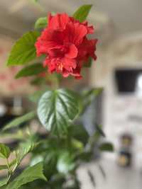 Роза китайская (Гибискус)