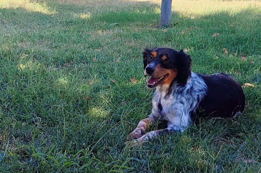 эпаньол бретон женски