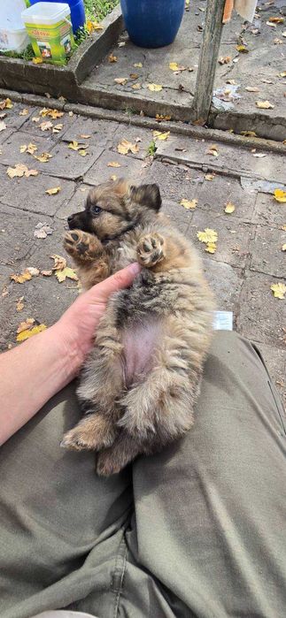 Подарявам кученца