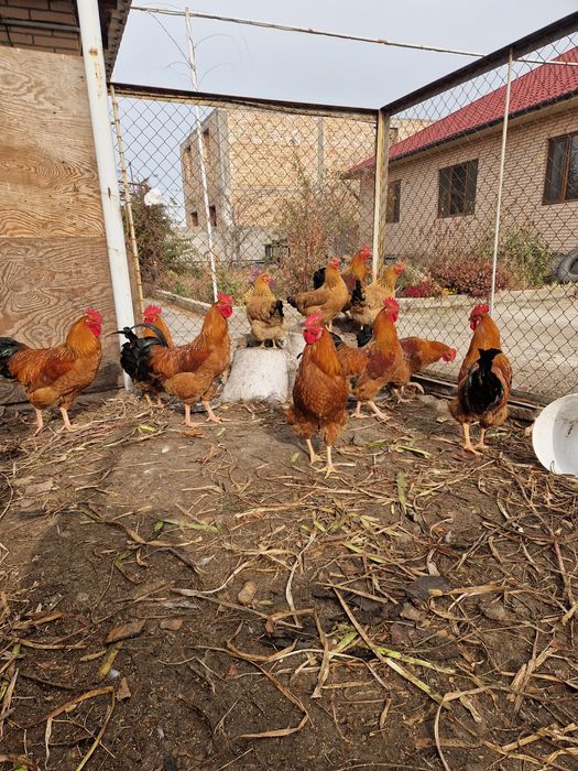 Петушки кучинские молодые